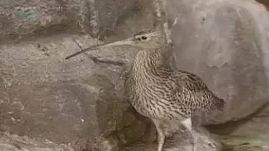 Птицы Красной книги России: шилоклювка, султанка, большой кроншнеп, мандаринка, белая лазоревка смотреть онлайн