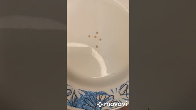 ТОМАТ ВЕЛИКАН СЕМЕЙНЫЙ КРАССНЫЙ ПОСАДКА ЕГО НА РАССАДУ. ОГОРОД НА КУБАНИ. shorts# смотреть онлайн