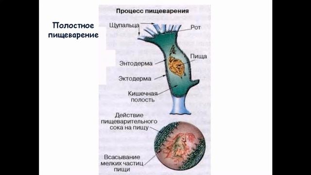 Тип Кишечнополостные