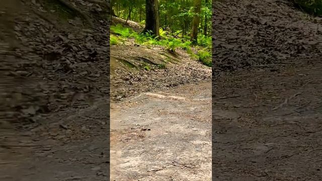 БЕЛКА КУШАЕТ С РУК ❤️ #белка #лес #природа #shortsvideo смотреть онлайн