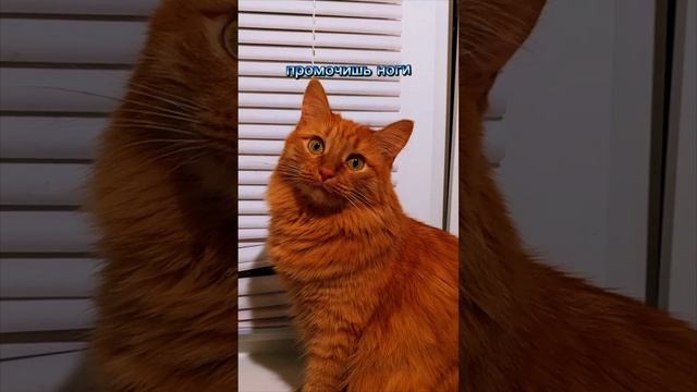 ноги и горло