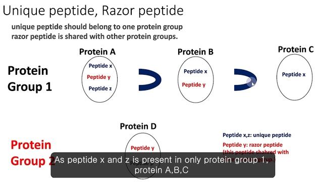 #1)Maxquant Protein Groups, unique razor peptide leadig protein смотреть онлайн