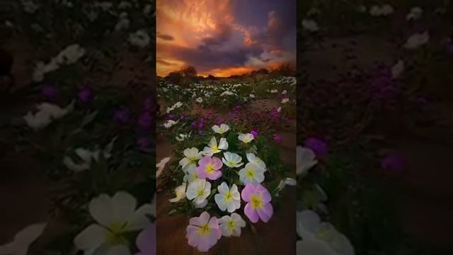 Леча смотреть онлайн