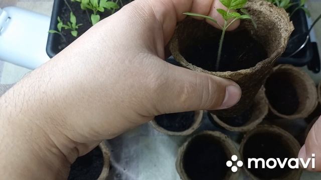 ПЕКИРОВКА ТОМАТОВ. СУПЕР КРАСИВЫЙ И УРОЖАЙНЫЙ СОРТ ТОМАТОВ. ОГОРОД НА КУБАНИ. смотреть онлайн