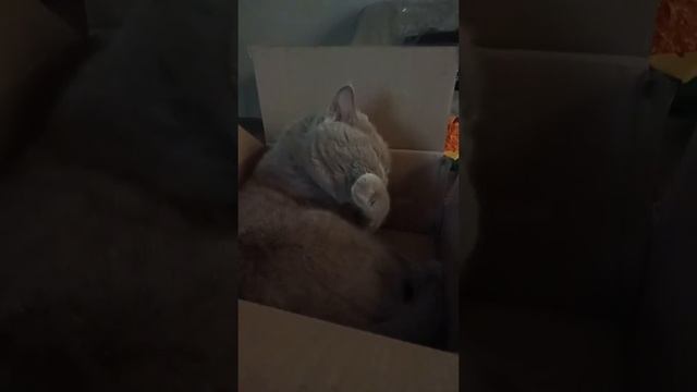 Кошка и Невесомость смотреть онлайн