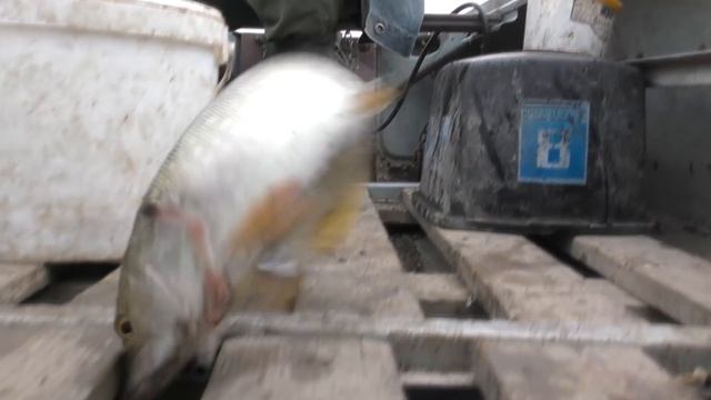 Астраханская дедовская снасть облавливает джиг Ловля щуки и судака Осенняя рыбалка в Астрахани смотреть онлайн