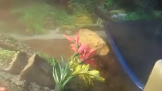 My Blue Tail Monitor cage set up смотреть онлайн