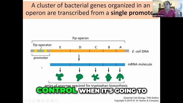 Unlocking the Secrets of Tryptophan Biosynthesis: The Role of Gene Clustering смотреть онлайн