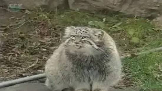 Млекопитающие Красной книги России: лошадь Пржевальского, сивуч, манул, ирбис, белый медведь смотреть онлайн