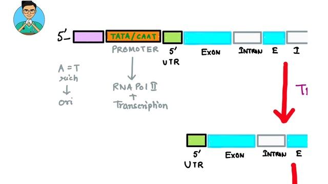 Promoter VS Enhancer VS Silencer : Regulation of gene expression | Biochemistry | USMLE Step1,NCLE смотреть онлайн