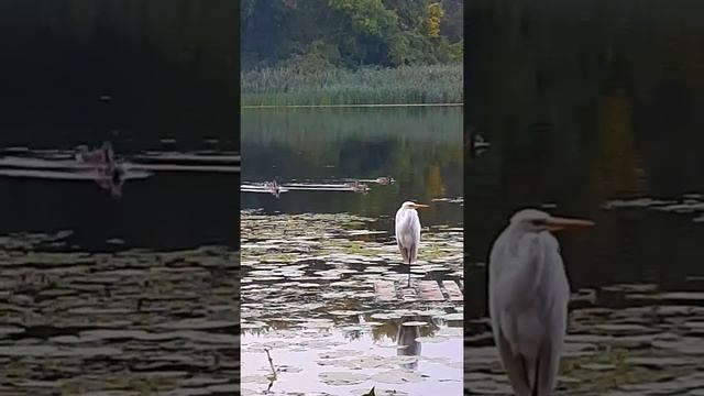 Прогулка с Моникой в осеннем Русановском лесочке. смотреть онлайн
