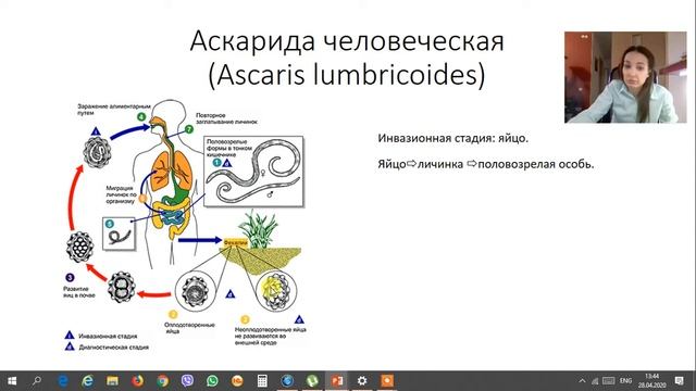 Круглые черви 1