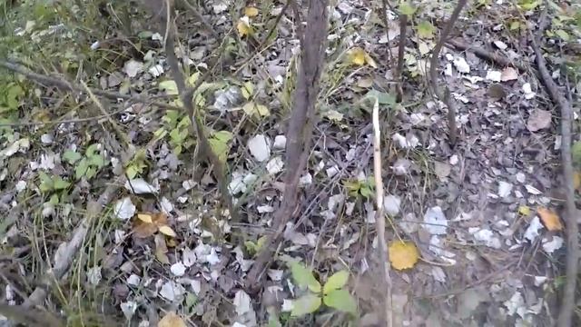 Осенние белые грибы. Октябрь 2017 смотреть онлайн