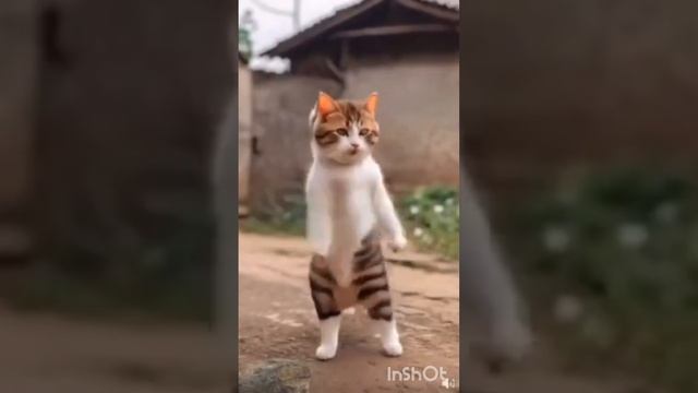 Весёлые Котики. смотреть онлайн