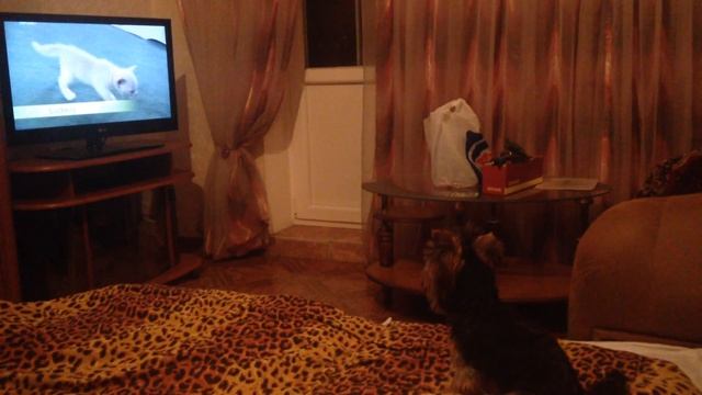 КотоПес смотрит телек))) смотреть онлайн