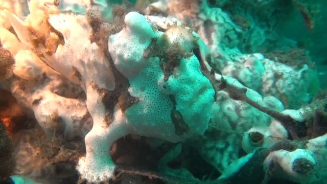 Лягушки смотреть онлайн