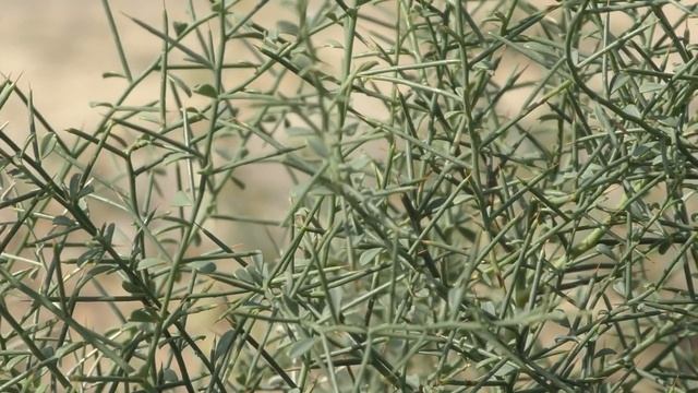 Рыбалка на Ахтубе Ловля на закидушки со жмыхом осенью смотреть онлайн