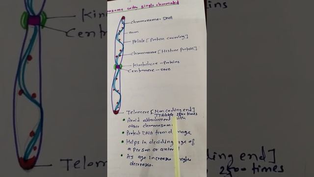 class 9 th ( Structure of chromosome and Types of chromosomes) смотреть онлайн