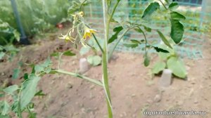 Цветочная кисть или пасынок? Рассказываю как отличить пасынок от кисти на томате.