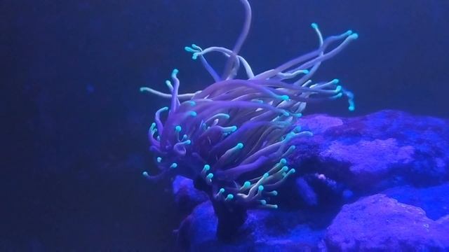 Torch coral in the IceCap 1K Alternating Gyre Mode Current смотреть онлайн