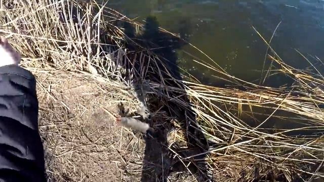 Ловля щуки Весенняя рыбалка в ериках Астраханской области смотреть онлайн