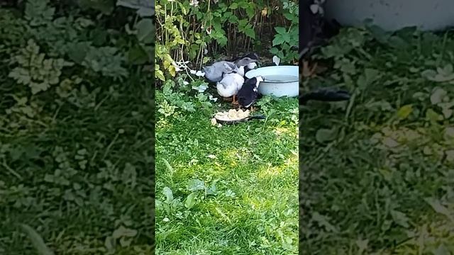 Утки и кабачки смотреть онлайн