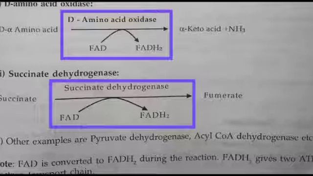 VITAMIN Riboflavin (Vit B2) & Niacin смотреть онлайн