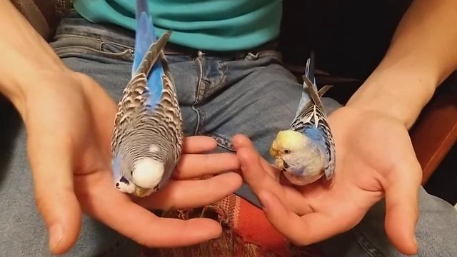 Боря и Фрося смотреть онлайн