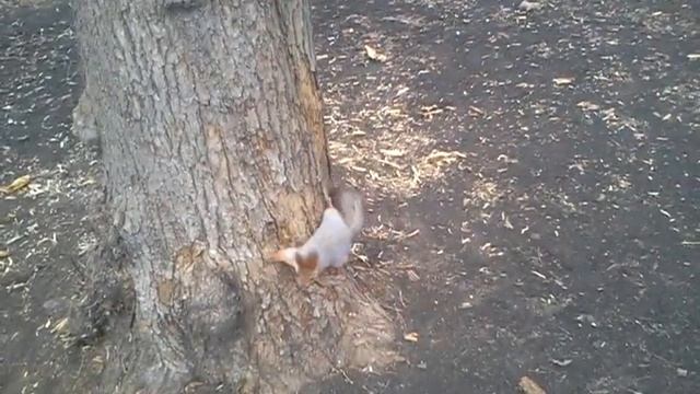 video 2012 11 18 13 20 06 смотреть онлайн