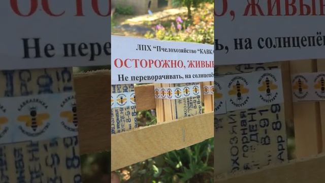 Матки кавказянка тип аибгинский смотреть онлайн