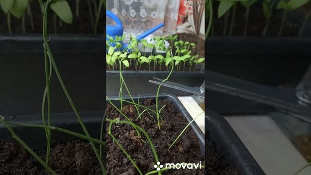 ВСХОДЫ И ОБРЕЗКА ЛУКА ЭКСИБИШЕН. ОГОРОД НА КУБАНИ. shorts# смотреть онлайн