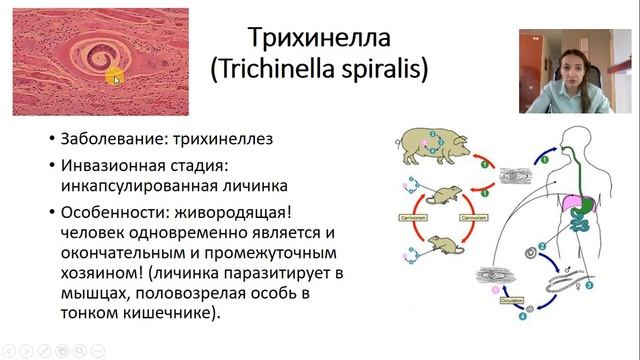 Круглые черви 2