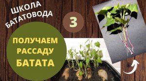 Получаем рассаду батата. Школа бататоводов. Урок 3