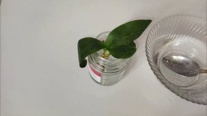 Как быстро нарастить корни орхидее и восстановить ее тургор. Что делать если у орхидеи сгнили корни