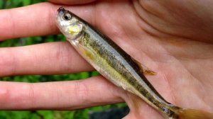 Почему Рыбаки обожают Гальянов и лучшей приманки для них нет?