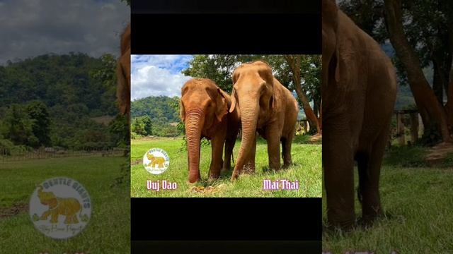 GG elephants who now live forever free at Elephant Nature Park ❤️ 🐘 смотреть онлайн