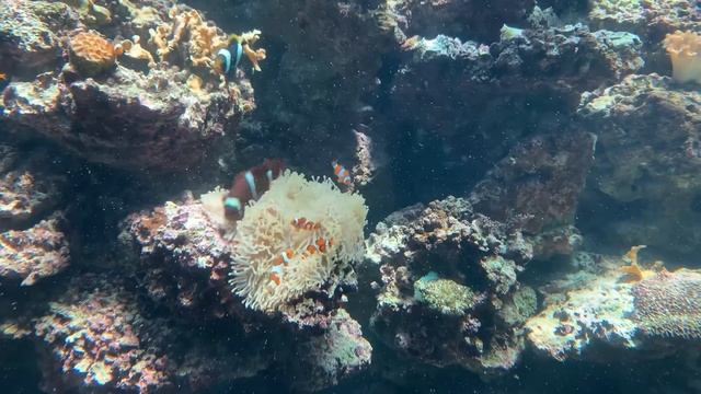 Eli's 30,000 Liter Reef Tank - Adding 40 "Nemo" clown fish, not so easy смотреть онлайн