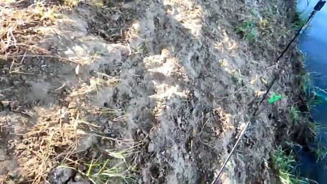 Взял с собой рыбачку и наловил Ловля сазана на жмых смотреть онлайн