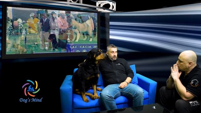 Rottweiler Ροτβάιλερ η φυλή από τον εκτροφέα Ευγένιο Σταυρόπουλο! English Subtitles Επ.19 смотреть онлайн