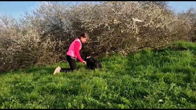 Triky, povely a zábava - kokršpaněl Dina 26 měsíců смотреть онлайн