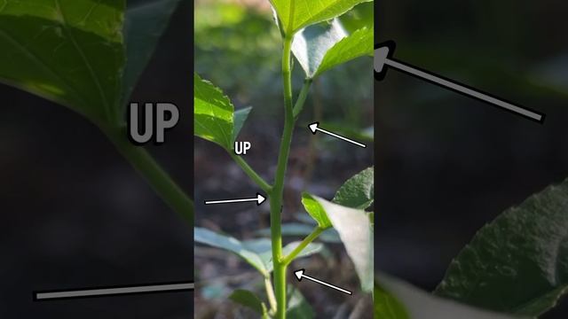 This is so important to know #botany #nature #plants смотреть онлайн