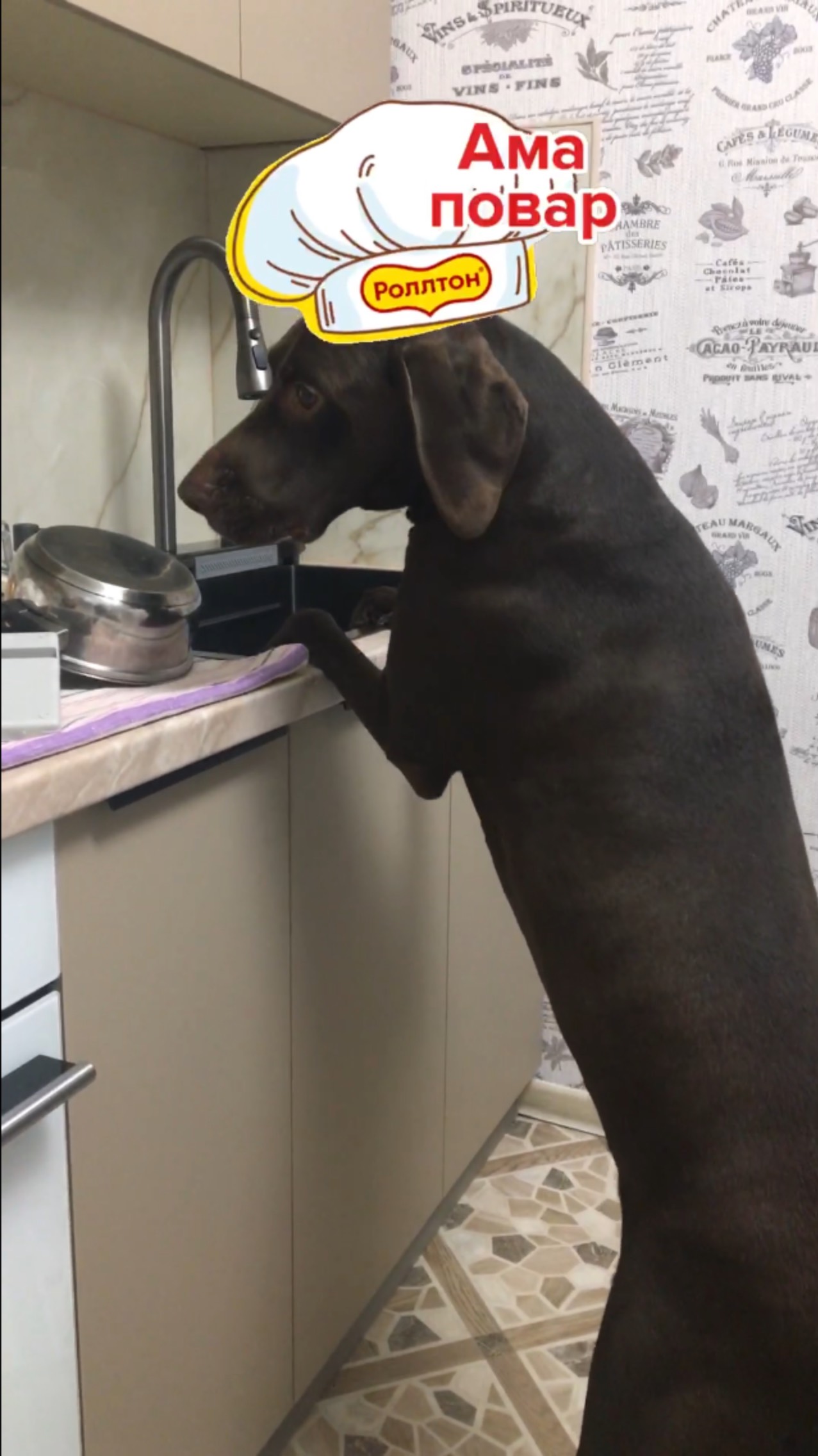 Посудомоечная собака! АРЕНДА! Дёшево. смотреть онлайн