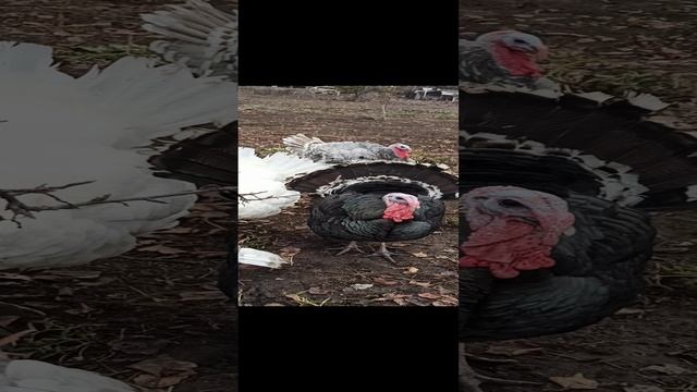 Это только присказка смотреть онлайн