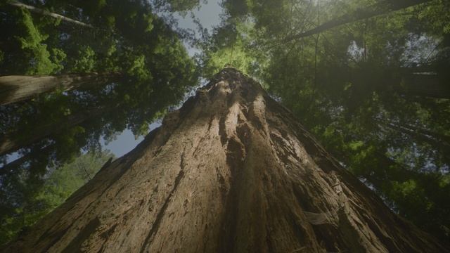 OLED test - Redwoods (4K 60fps HDR) смотреть онлайн