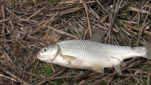 БЕШЕНЫЙ КЛЕВ ВОБЛЫ НА ГОЛЫЕ КРЮЧКИ Астрахань Весна Вобла смотреть онлайн
