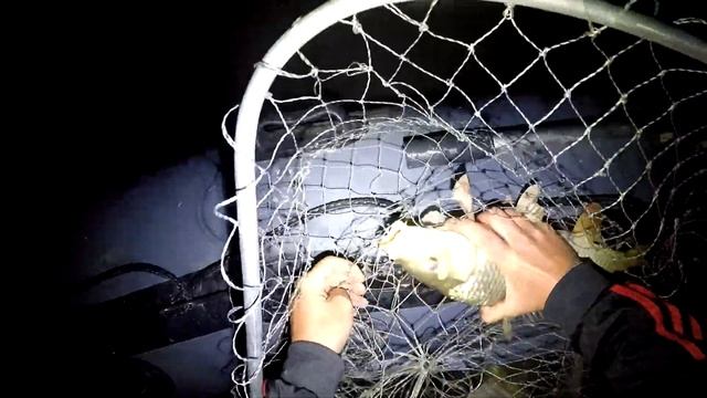 Ловля сазана на жмых. Рыбалка на раскатах в Астрахани. Цветение лотоса. Yamaha 9.9 vs Nissan 9.8 смотреть онлайн