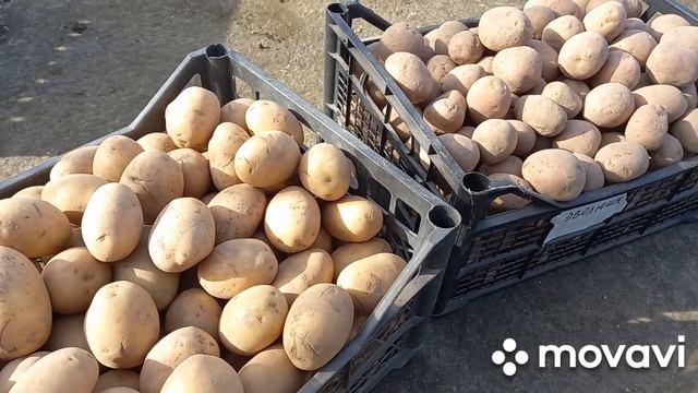 НАШ ВЫБОР КАРТОФЕЛЯ НА ПОСАДКУ В 2023ГОДУ. ОГОРОД НА КУБАНИ. смотреть онлайн