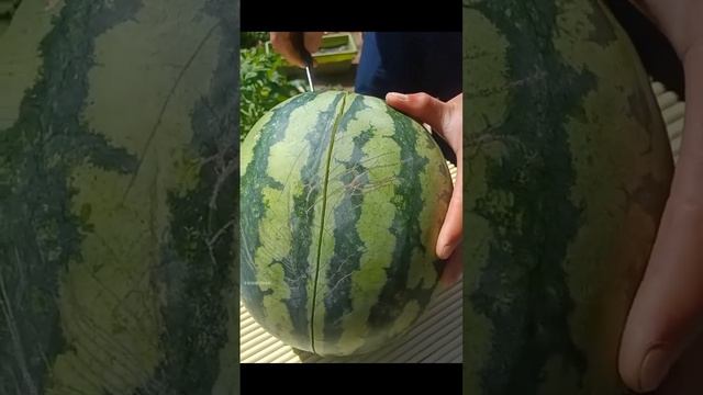 Спелый арбуз смотреть онлайн