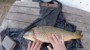 Макуха (жмых) своими руками Самодельный жмых для ловли Астраханского сазана Уха из сазана