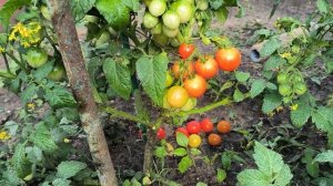 Томат Каменный цветок в открытом грунте!